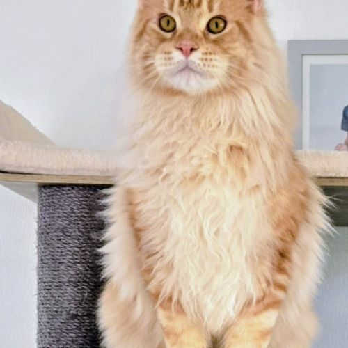 3 adorables chatons maine coons loof #1