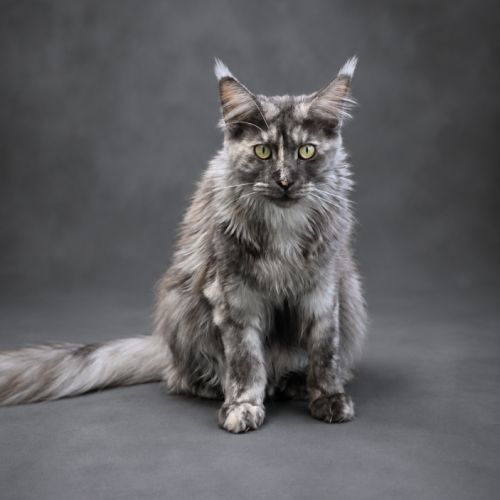 3 adorables chatons maine coons loof #2