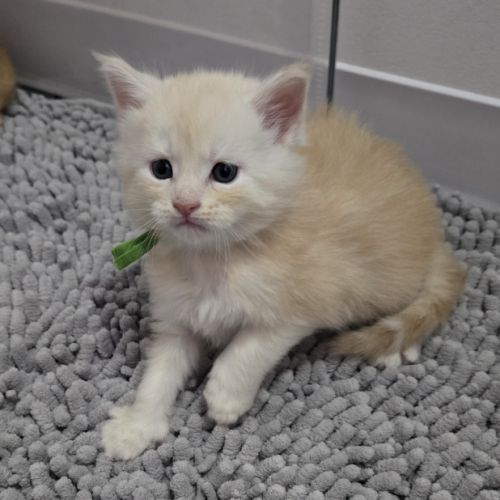 3 adorables chatons maine coons loof #4