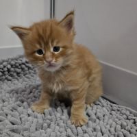 3 adorables chatons maine coons loof #0
