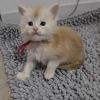 3 adorables chatons maine coons loof #5