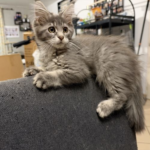 Maine coon femelle #0