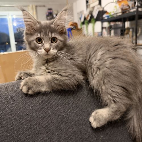Maine coon femelle #2