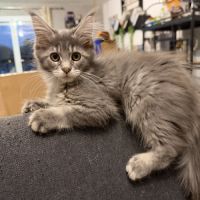 Maine coon femelle #2
