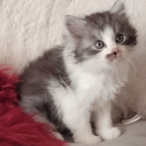À réserver chatons sibérien #1
