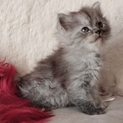 À réserver chatons sibérien