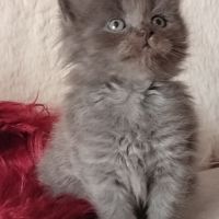 À réserver chatons sibérien #2