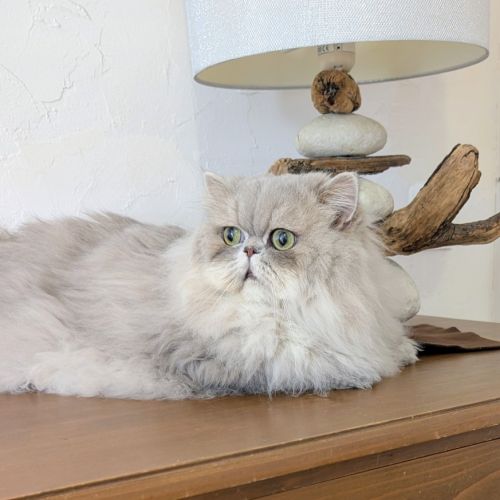 Adorable chatons persan loof #1