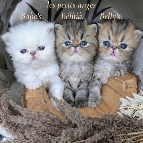Adorable chatons persan loof