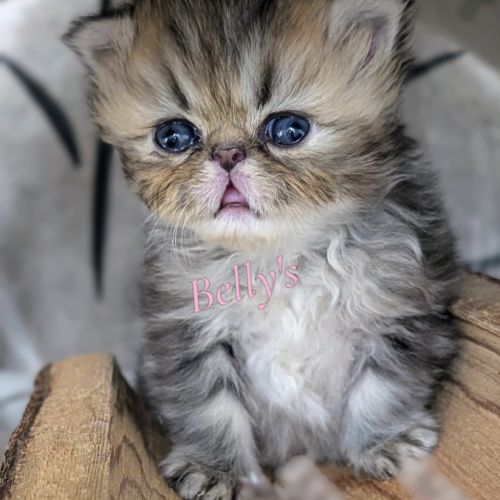Adorable chatons persan loof #4