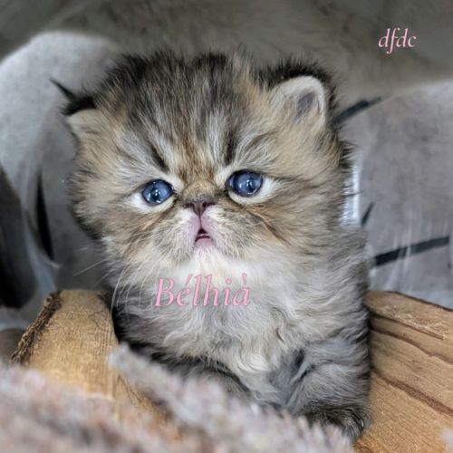 Adorable chatons persan loof #5