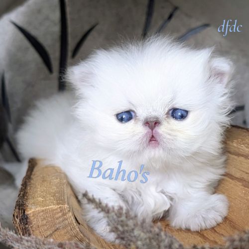 Adorable chatons persan loof #6