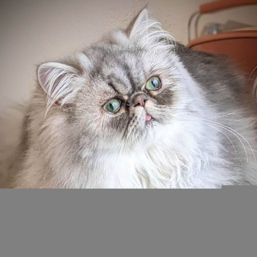 Adorable chatons persan loof #7