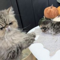 Adorable chatons persan loof #2