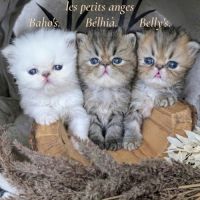 Adorable chatons persan loof #0