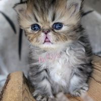 Adorable chatons persan loof #4