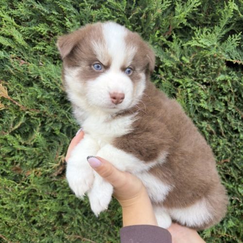 Pomsky mini