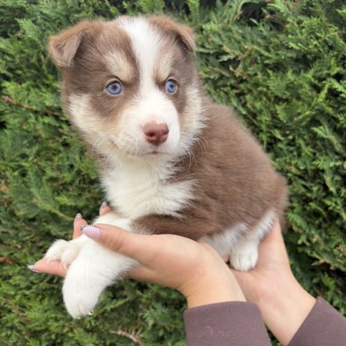 Pomsky mini #2
