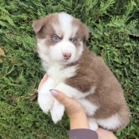 Pomsky mini #0