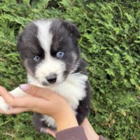 Pomsky mini #3
