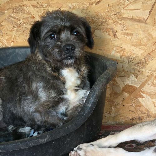 Grey petite chienne 9 kg 4 ans à l'adoption #2