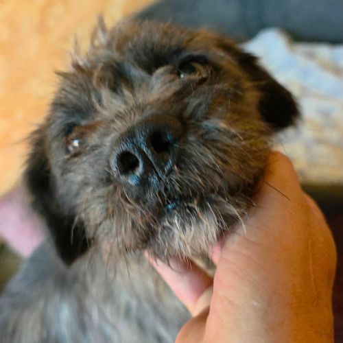 Grey petite chienne 9 kg 4 ans à l'adoption #3