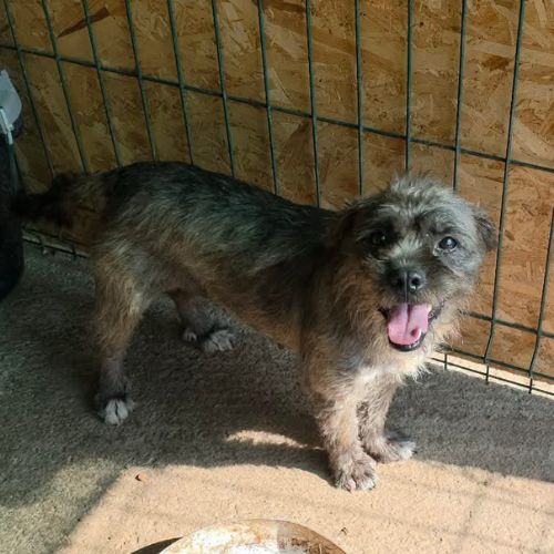 Grey petite chienne 9 kg 4 ans à l'adoption #4
