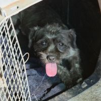 Grey petite chienne 9 kg 4 ans à l'adoption