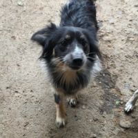 Zeus sortie de fourrière roumanie #1