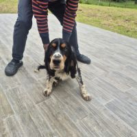Mâle springer anglais #1