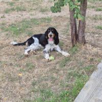 Mâle springer anglais #2