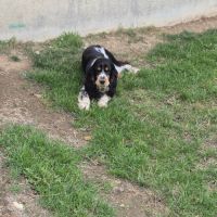 Mâle springer anglais