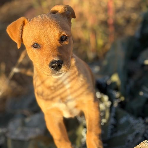 Bulle abandonnée à 2 mois en roumanie