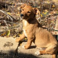 Bulle abandonnée à 2 mois en roumanie #2