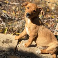 Bulle abandonnée à 2 mois en roumanie #3