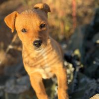 Bulle abandonnée à 2 mois en roumanie