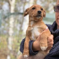 Bulle abandonnée à 2 mois en roumanie #5