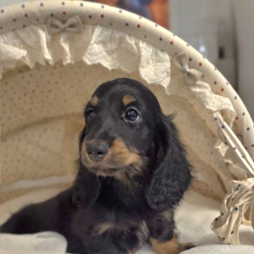 Chiot teckel poil long