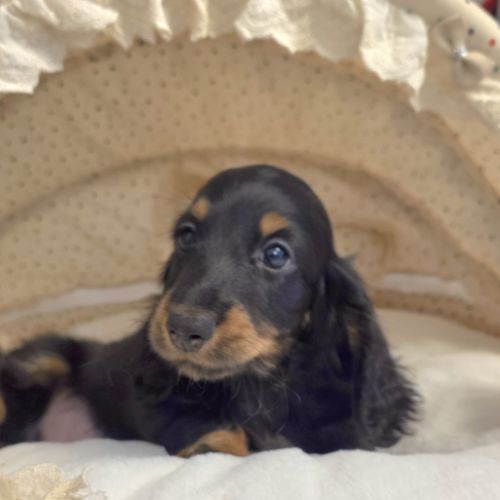 Chiot teckel poil long #2