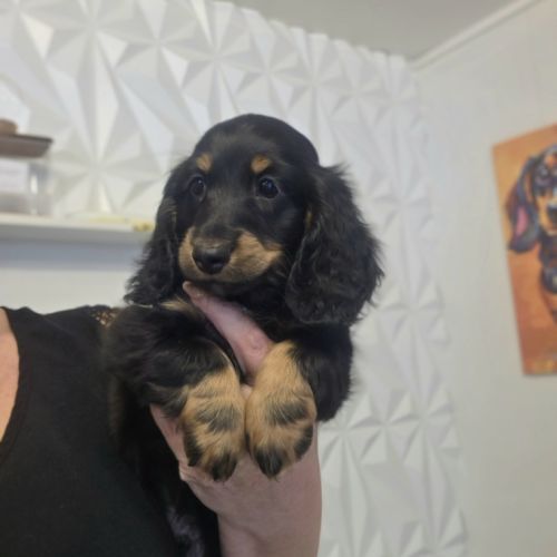 Chiot teckel poil long #3