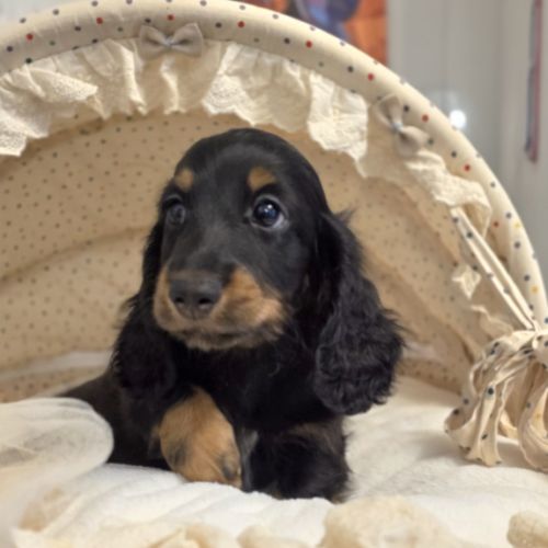 Chiot teckel poil long #4