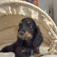 Chiot teckel poil long #0