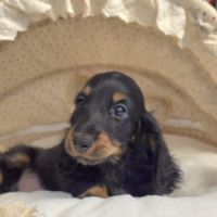Chiot teckel poil long #2