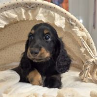 Chiot teckel poil long #4