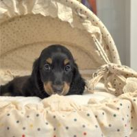 Chiot teckel poil long #5