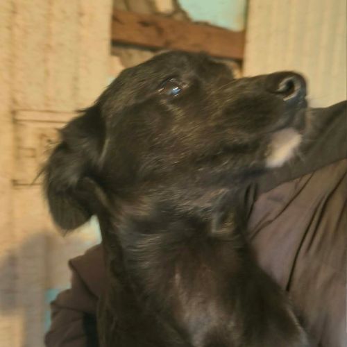 Heckle petit chiot roumain abandonné