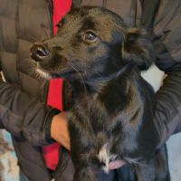 Heckle petit chiot roumain abandonné #2