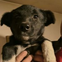 Nigra trouvée abandonnée dans un parking