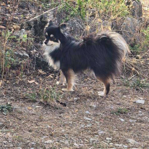 2 jeunes spitz mâles #0