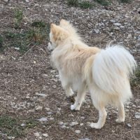 2 jeunes spitz mâles #1